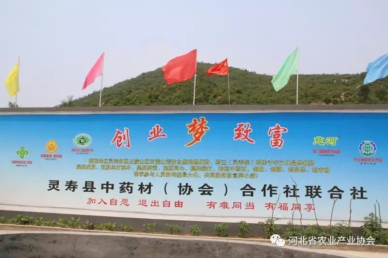 “灵寿丹参”成功注册中国地标产品、河北省著名商标产品