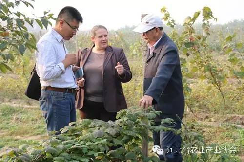 保加利亚树莓专家来我省进行树莓栽培管理指导