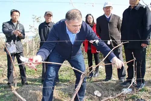 协会邀请格鲁吉亚葡萄专家来我省技术指导