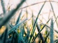 农业抗寒防冻全攻略