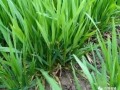2018年小麦拔节孕穗肥施用技术
