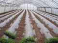 打造强根，就在蔬菜定植时