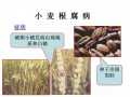 小麦病害讲解