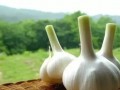 21种不喷农药自然防虫的小秘密，你知道几个