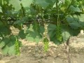 葡萄夏季全套管理技术