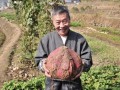 农村种红薯的俗语，高产诀窍说清了