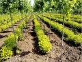 药用植物间作、混作、套作的技术原理