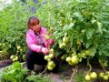 打顶、去杈、整枝，去叶原则必不可少！蔬菜去叶存在3个误区
