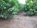 果树遇水淹怎样补救?