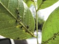 蚜虫生长发育高峰期，试试这些防治方法