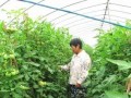 整枝不讲究，满园都是病