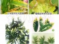 “氮”长叶子”磷“长果，“钾肥”不足长柴火