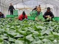 合作社想要拿补贴，还有这些事要做