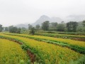 邯郸、承德、唐山……河北各地大力发展特色产业，提升农业质量效益和竞争力