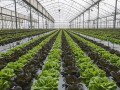 大棚蔬菜连作障碍怎么破？
