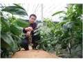 冬季棚室想降低湿度？教您3招，简单又有效！