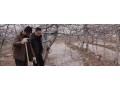 果园冬灌好处多，但是灌水时间要准确