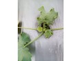 大棚西葫芦“缺素”治不好？小心是病毒病！