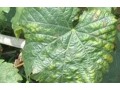 大棚蔬菜正在受冻，如何解救？