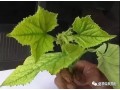 作物叶片发黄不知什么原因？答案都在这里！