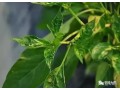 辣椒小叶病怎么防治？需注意辨明病因，对症用药
