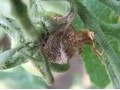 大棚茄子、番茄、黄瓜的高发病害，重者绝收，看看是什么病，怎么治？