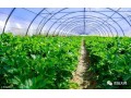 越冬芹菜如何安全越冬，避免死苗？务必做到这几点预防措施