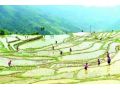 农业农村部：今年要振兴大豆，扩大油料，适当调减水稻