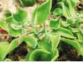 这种新型“水晶冰菜”，已成为餐桌新贵(附种植方法)