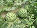 早春大棚西瓜定植技术要点