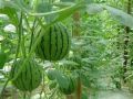 西瓜种植过程中，你是否了解蔓枯病、炭疽病和枯萎病？