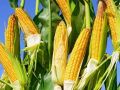 夏收在即，下一季作物种啥好呢？
