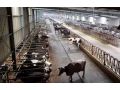 5个工人管理1000头奶牛，是怎样做到的？