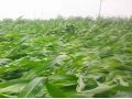持续降雨，你家的玉米倒了吗？倒伏之后扶不扶？