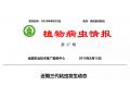 拯救玉米：除了迁徙来的妖蛾子，三代粘虫已大面积暴发。