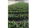 草莓扣棚、铺地膜注意事项大汇总！