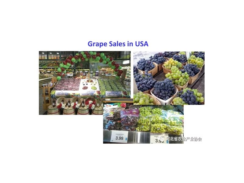国际农业线上交流培训对接系列活动之十二——美国葡萄品种选择及先进管理技术