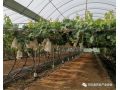 唐山市曹妃甸区昊田果蔬种植专业合作社