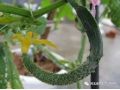 黄瓜弯瓜原因已找全，现在一定要避免！