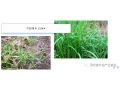 你家地里如果有这些恶性杂草，试试这个配方，一遍干净