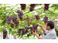 休眠期、萌芽期、开花期、新稍期、膨果成熟期的整套温度管理