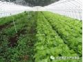 大棚蔬菜种植的7大误区！菜农们一定要记住大棚蔬菜种植的7大误区！菜农们一定要记住