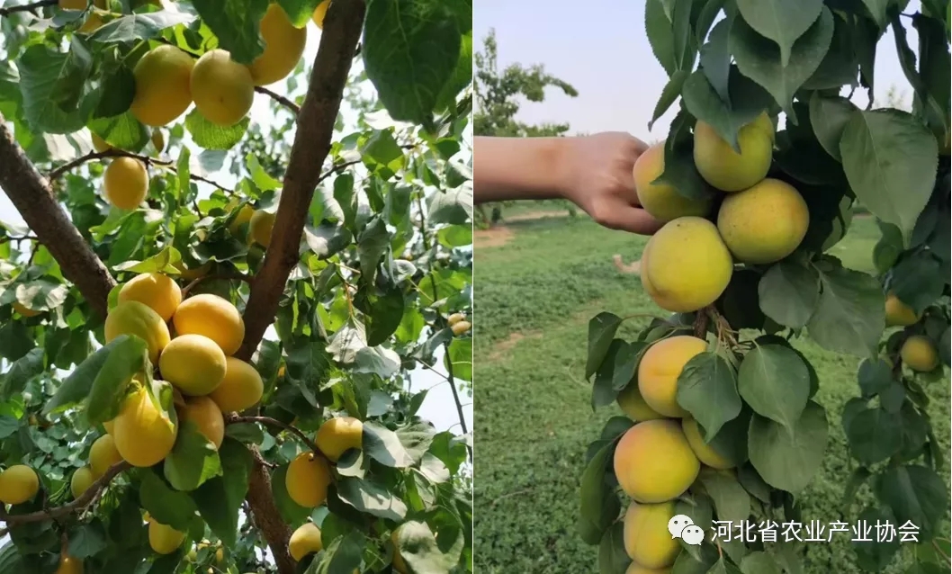 省农业产业协会苗木供需信息发布
