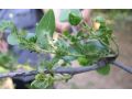 枣树发芽期是全年第一个关键时期