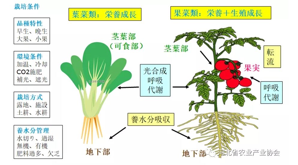 2021石家庄 • 国际农业交流对接系列活动——日本种苗管理及高品质蔬菜栽培技术在线交流