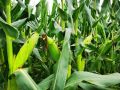 怎样掌握玉米最佳收获期