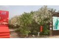 河北润升：大力发展文冠果健康产业